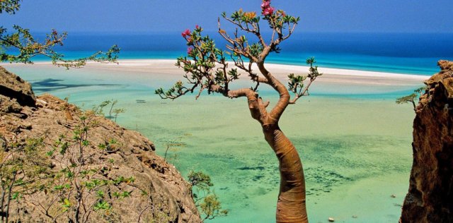 جزيرة سقطرى - اليمن