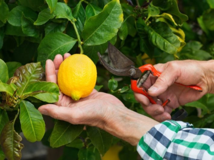 الدليل الشامل لزراعة الليمون