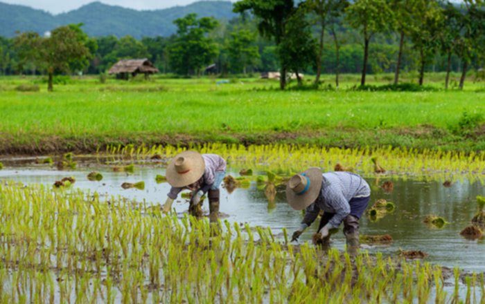 الدليل الشامل لزراعة الأرز من البذرة إلى الحصاد