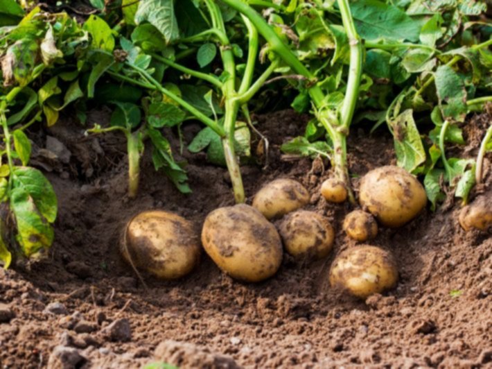الدليل الشامل لزراعة البطاطا